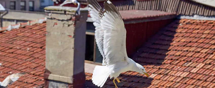 Residential Chimney Animal Removal Solution in Monroe, MI